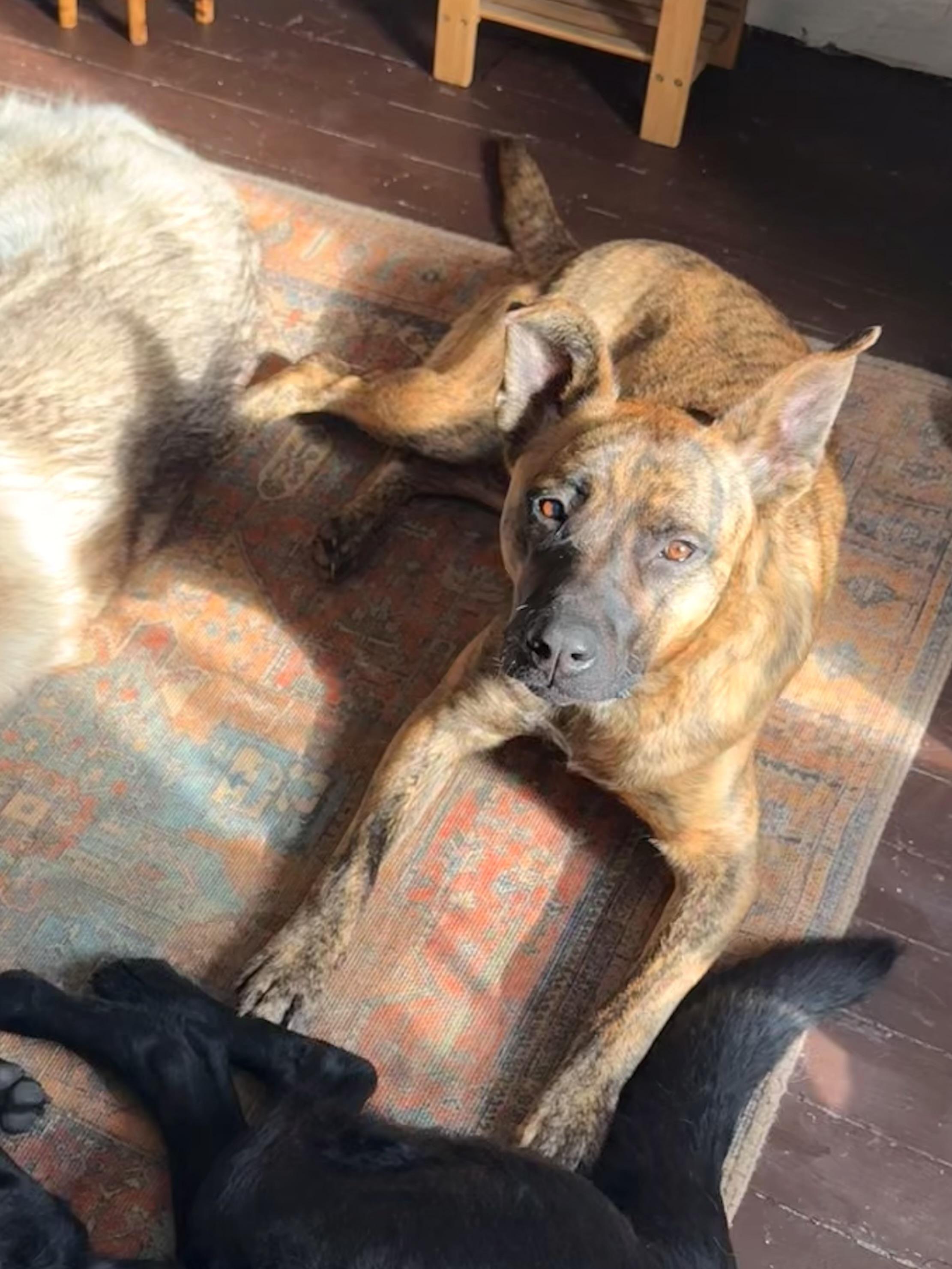 Enlarge Kyro, a ADOPTABLE mixed breed in Milford, NY image 3/5
