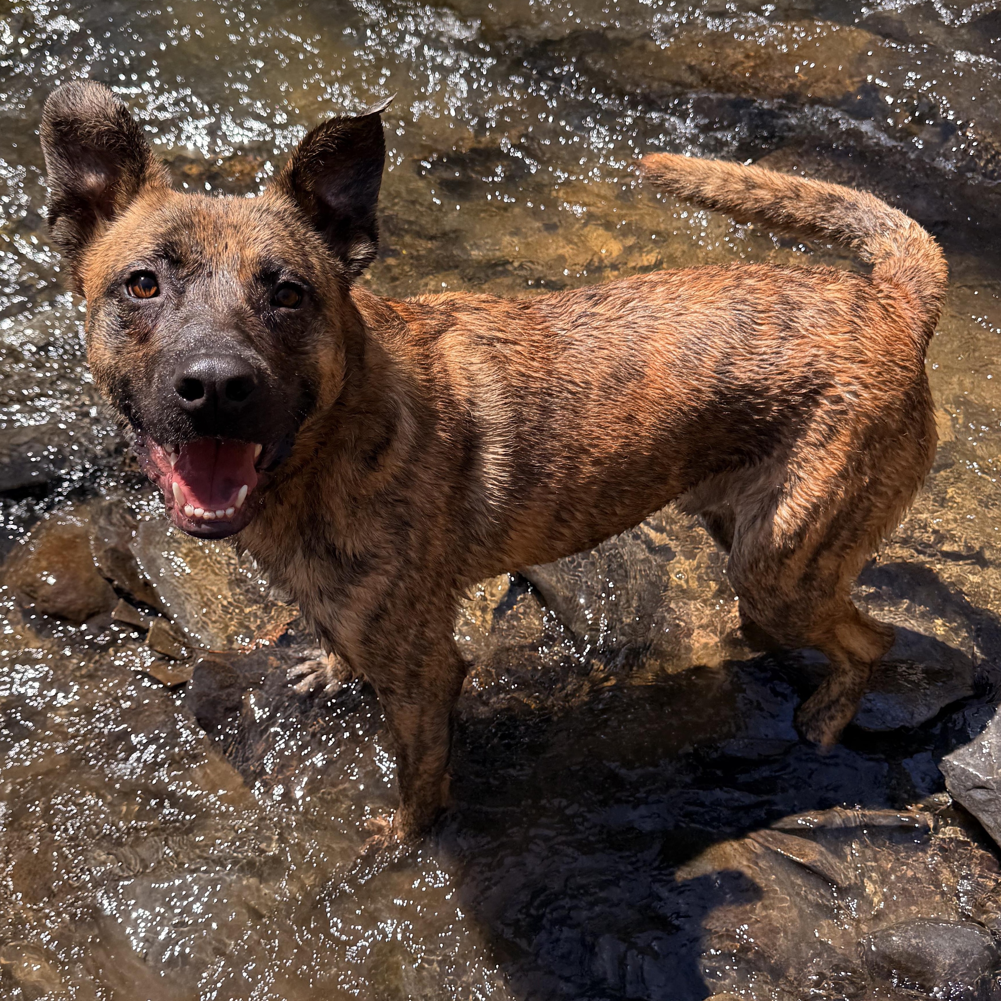 Enlarge Kyro, a ADOPTABLE mixed breed in Milford, NY image 2/5