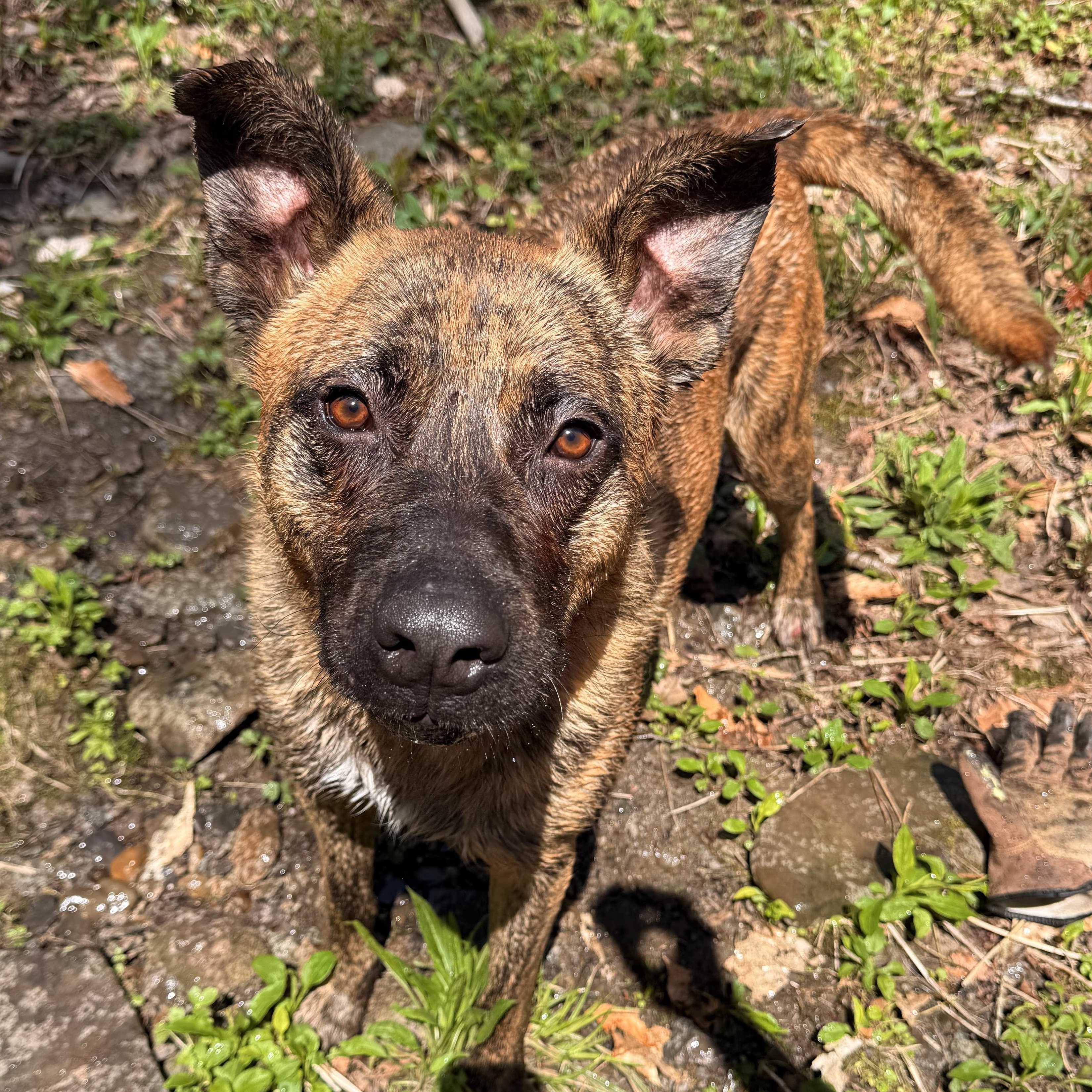 Enlarge Kyro, a ADOPTABLE mixed breed in Milford, NY image 5/5