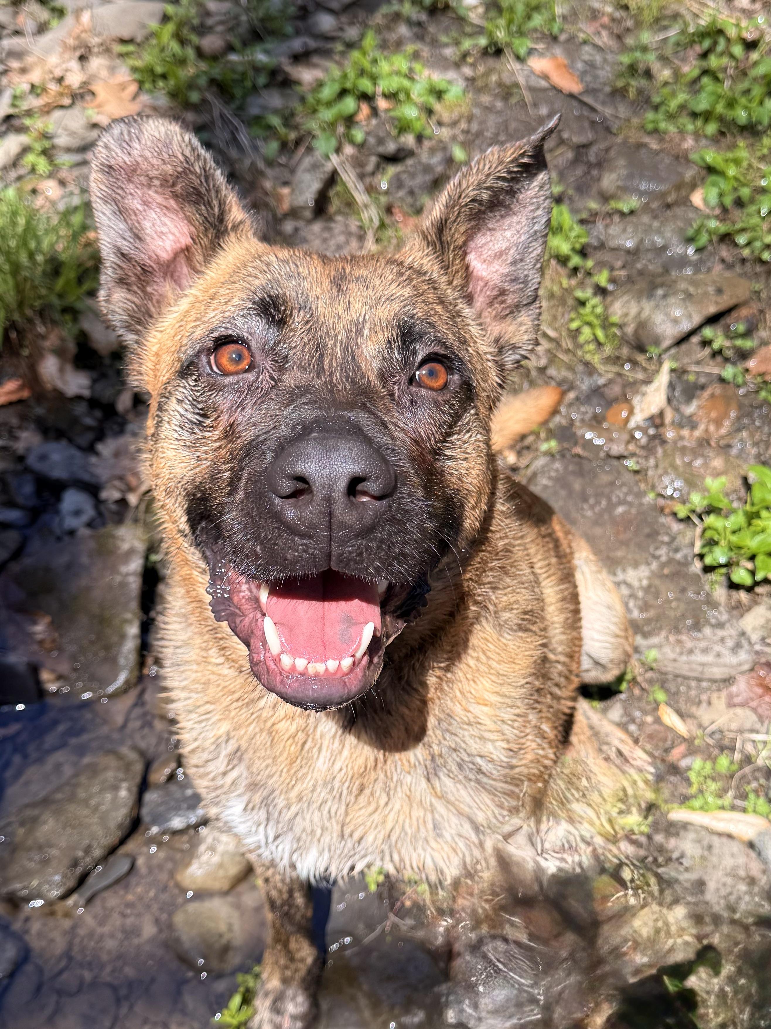 Enlarge Kyro, a ADOPTABLE mixed breed in Milford, NY image 1/5