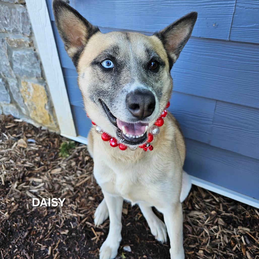 Enlarge Daisy, a Adoptable mixed breed in Madisonville, TN image 1/4