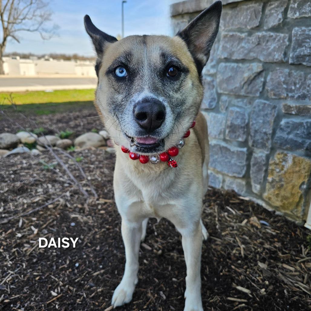 Enlarge Daisy, a Adoptable mixed breed in Madisonville, TN image 2/4
