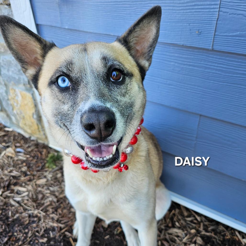 Enlarge Daisy, a Adoptable mixed breed in Madisonville, TN image 3/4