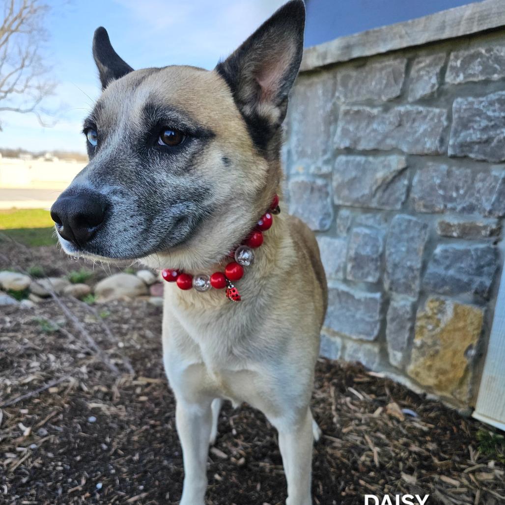 Enlarge Daisy, a Adoptable mixed breed in Madisonville, TN image 4/4