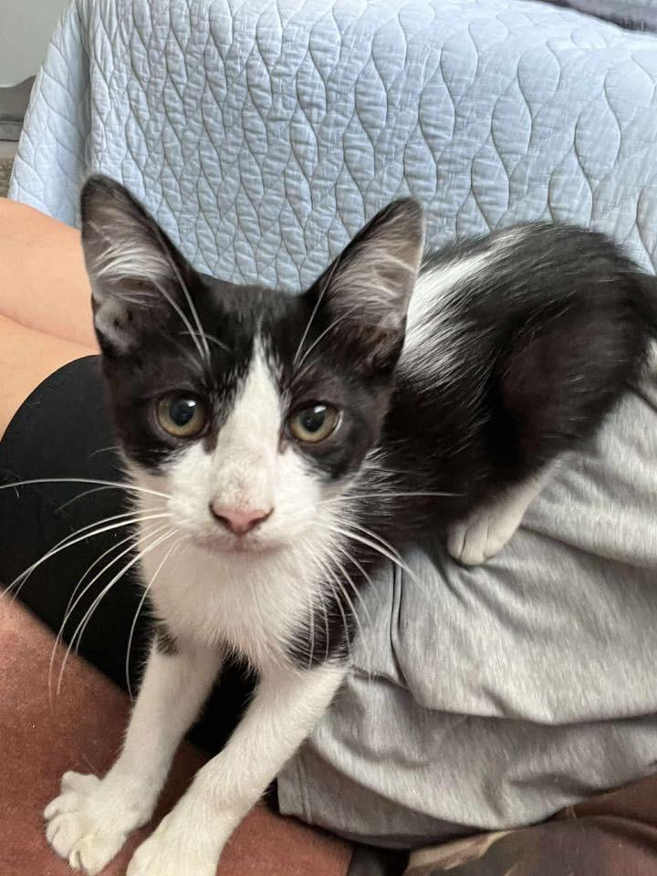 Kepler, Adoptable, Young Male Domestic Short Hair.