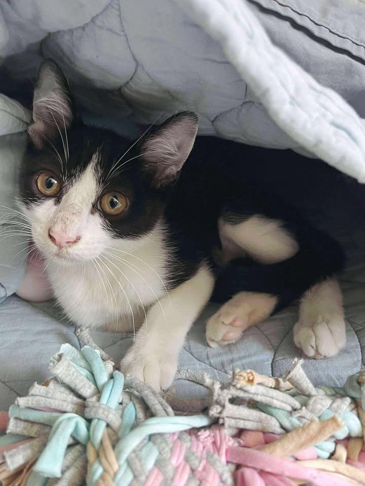 Kepler, a Adoptable mixed breed image 2/3