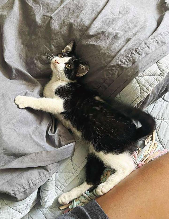 Kepler, Adoptable, Young Male Domestic Short Hair.