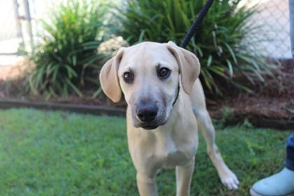 Enlarge Spinner, a Adoptable mixed breed in Brunswick, GA image 1/1