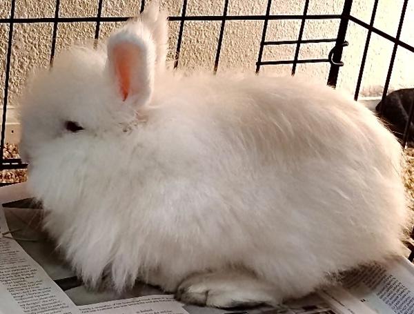 Enlarge Apollo - In Foster, a Adoptable mixed breed in Silverdale, WA image 1/4