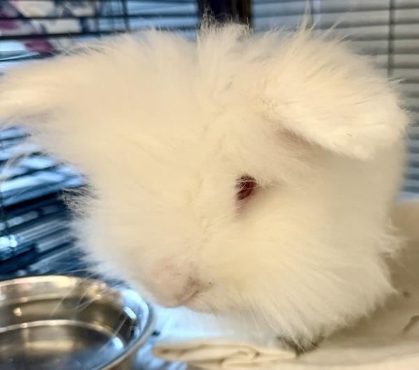 Enlarge Apollo - In Foster, a Adoptable mixed breed in Silverdale, WA image 4/4