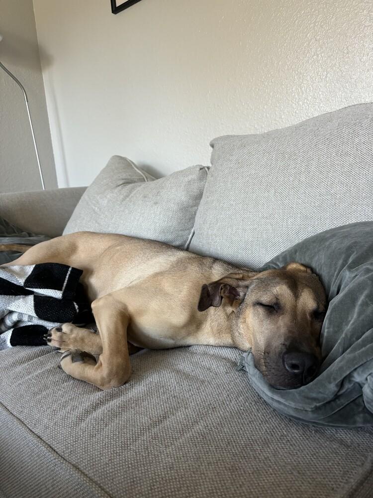 Charlie/Xena, Adoptable, Puppy Female Mixed Breed.