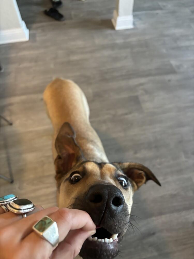 Enlarge Charlie/Xena, a Adoptable mixed breed in San Diego, CA image 2/4