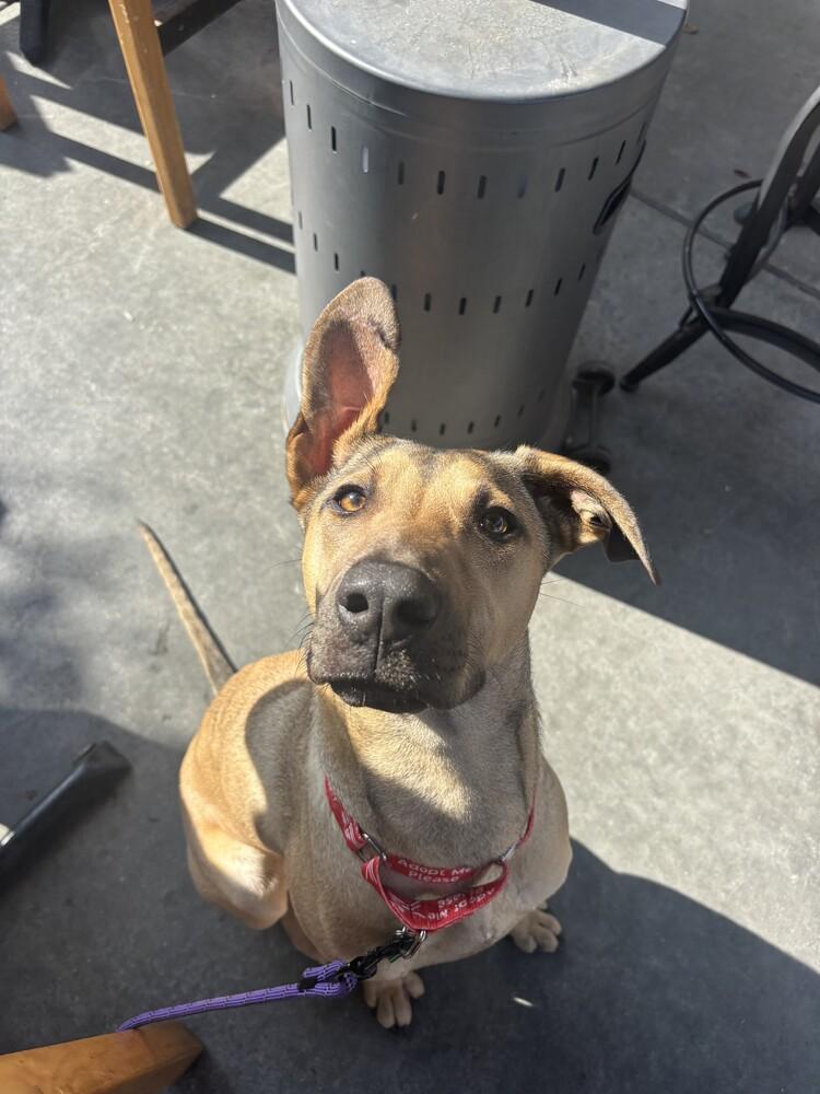 Enlarge Charlie/Xena, a Adoptable mixed breed in San Diego, CA image 3/4