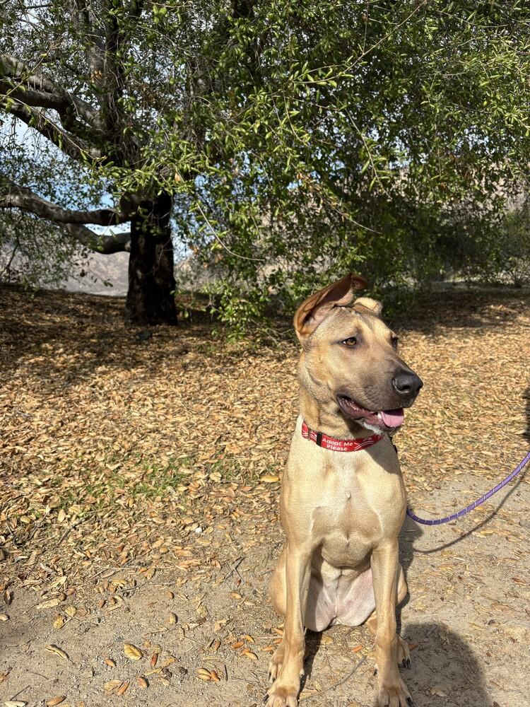 Enlarge Charlie/Xena, a Adoptable mixed breed in San Diego, CA image 4/4