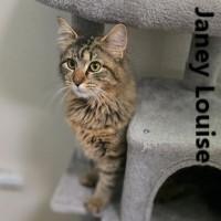 Janey Louise, ADOPTABLE, Adult Female Domestic Medium Hair.