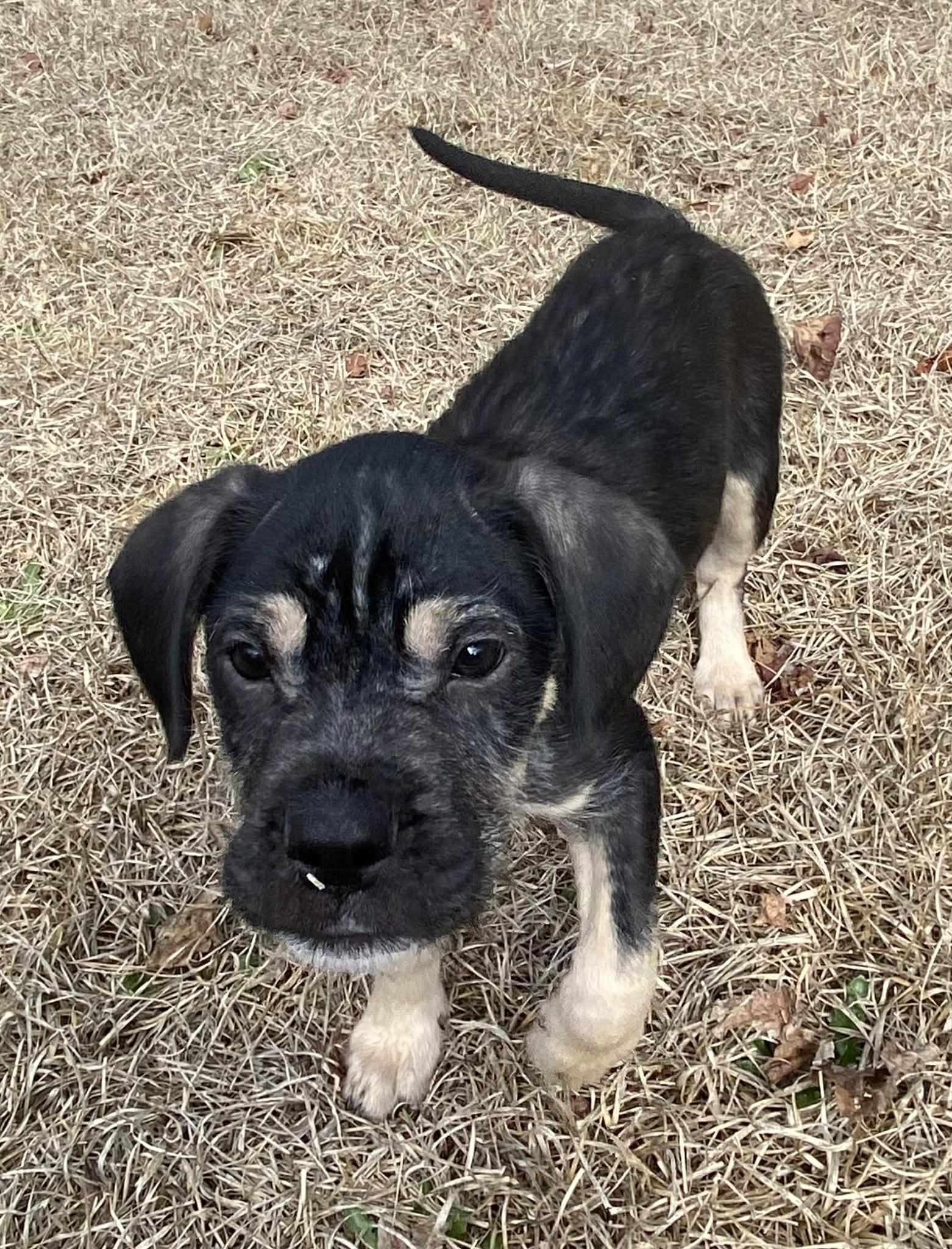 Kuteness, Adoptable, Puppy Male Labrador Retriever & Shepherd.
