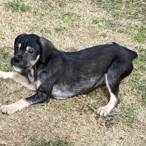 Enlarge Kuteness, a Adoptable mixed breed in Sanford, NC image 2/2