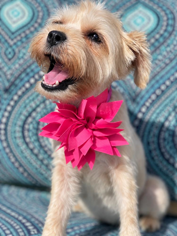 Minnie Mouse, Adoptable, Puppy Female Shih Tzu & Mixed Breed.