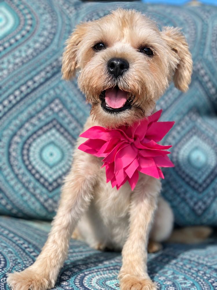 Enlarge Minnie Mouse, a Adoptable mixed breed in Saugus, MA image 2/3