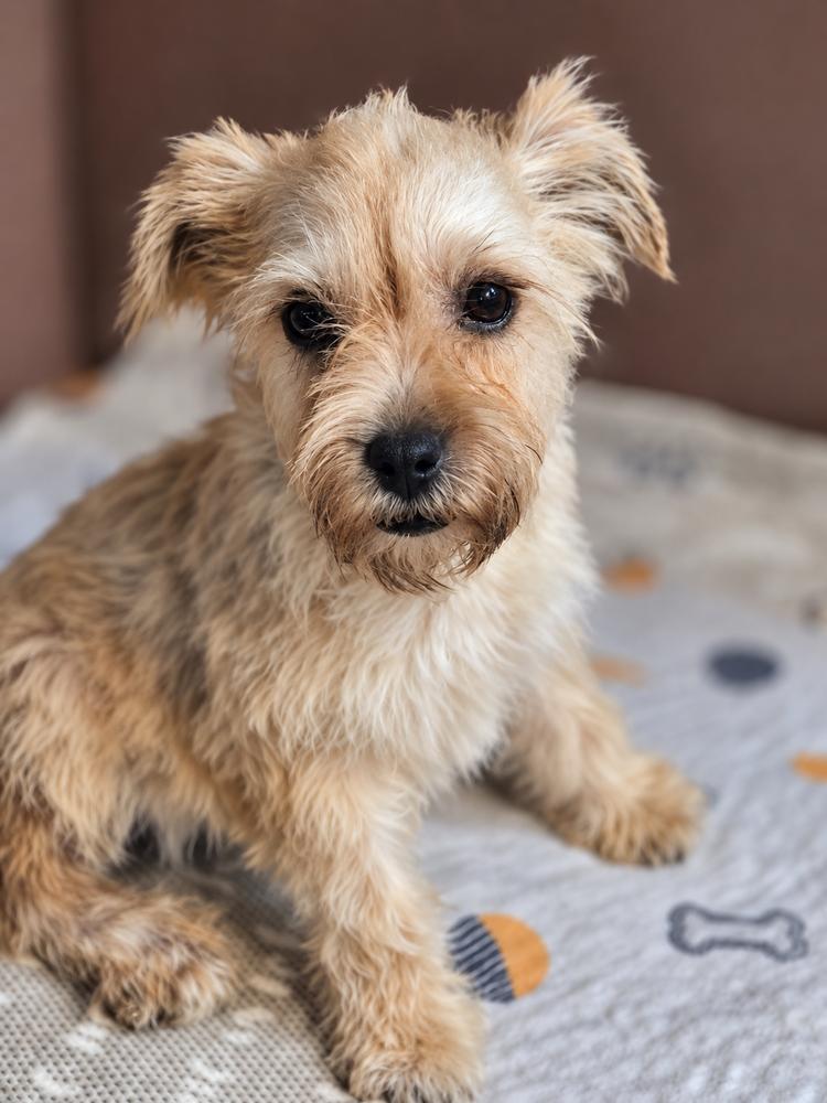 Enlarge Minnie Mouse, a Adoptable mixed breed in Saugus, MA image 3/3
