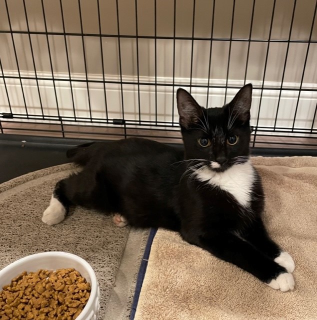 Nico (LE), Adoptable, Adult Female Domestic Short Hair.