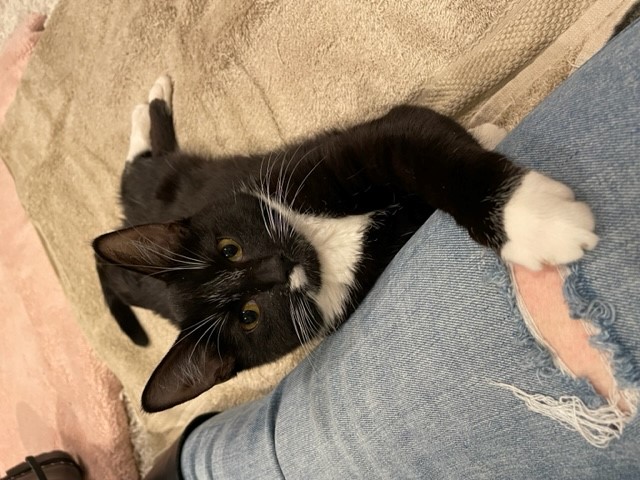 Nico (LE), a Adoptable Domestic Short Hair in Little Falls, NJ image 2/9