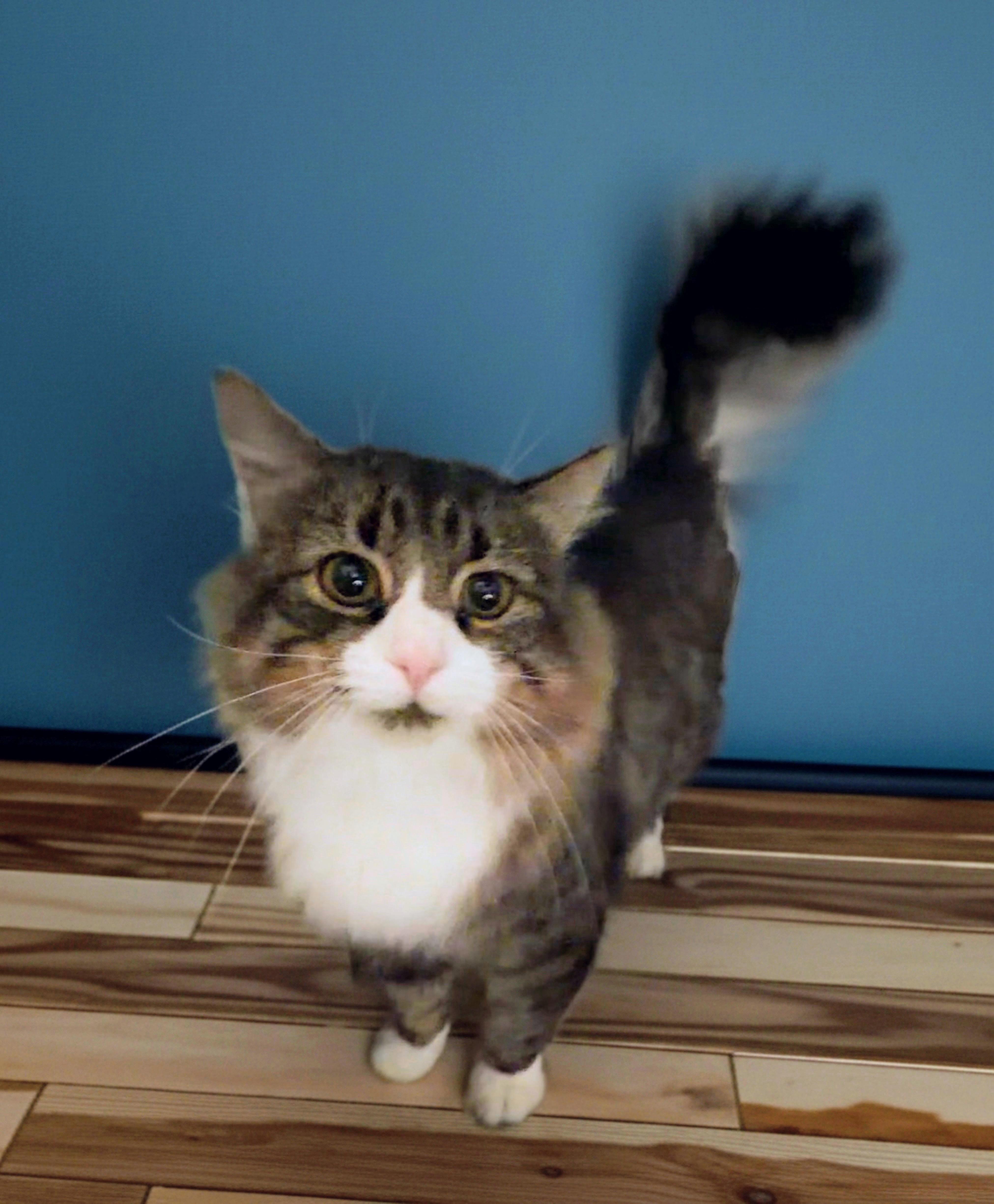 Finnegan, an adopted mixed breed in Syosset, NY image 2/4