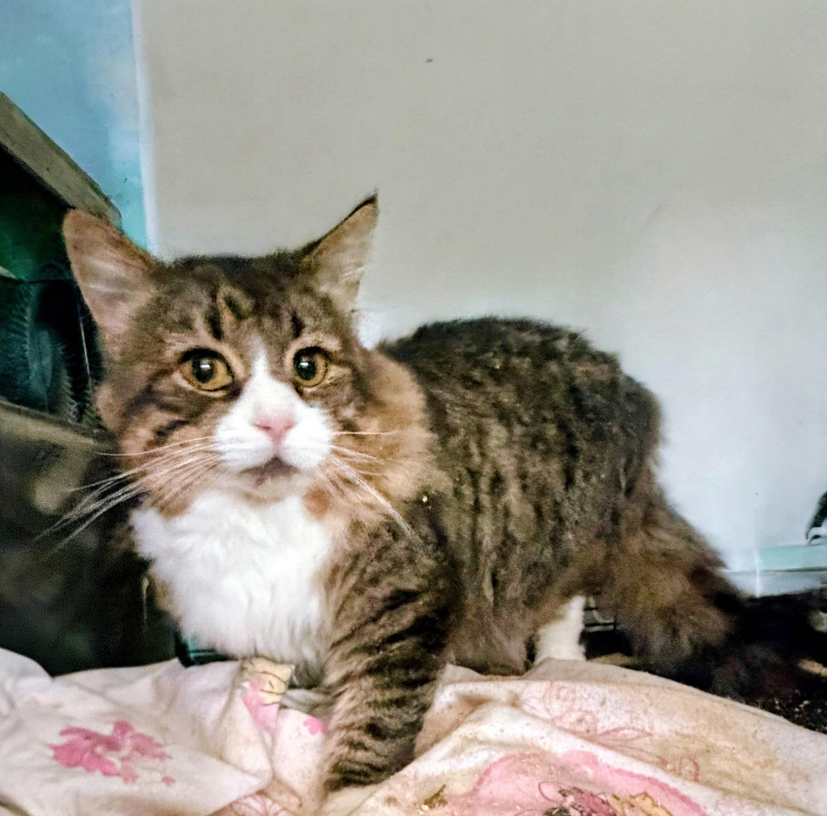 Finnegan, adopted, Adult Male Maine Coon & Domestic Short Hair.