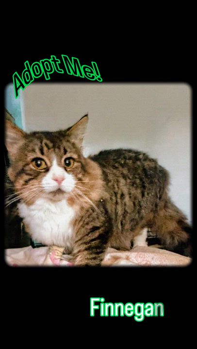 Enlarge Finnegan, an adopted mixed breed in Syosset, NY video 4/4