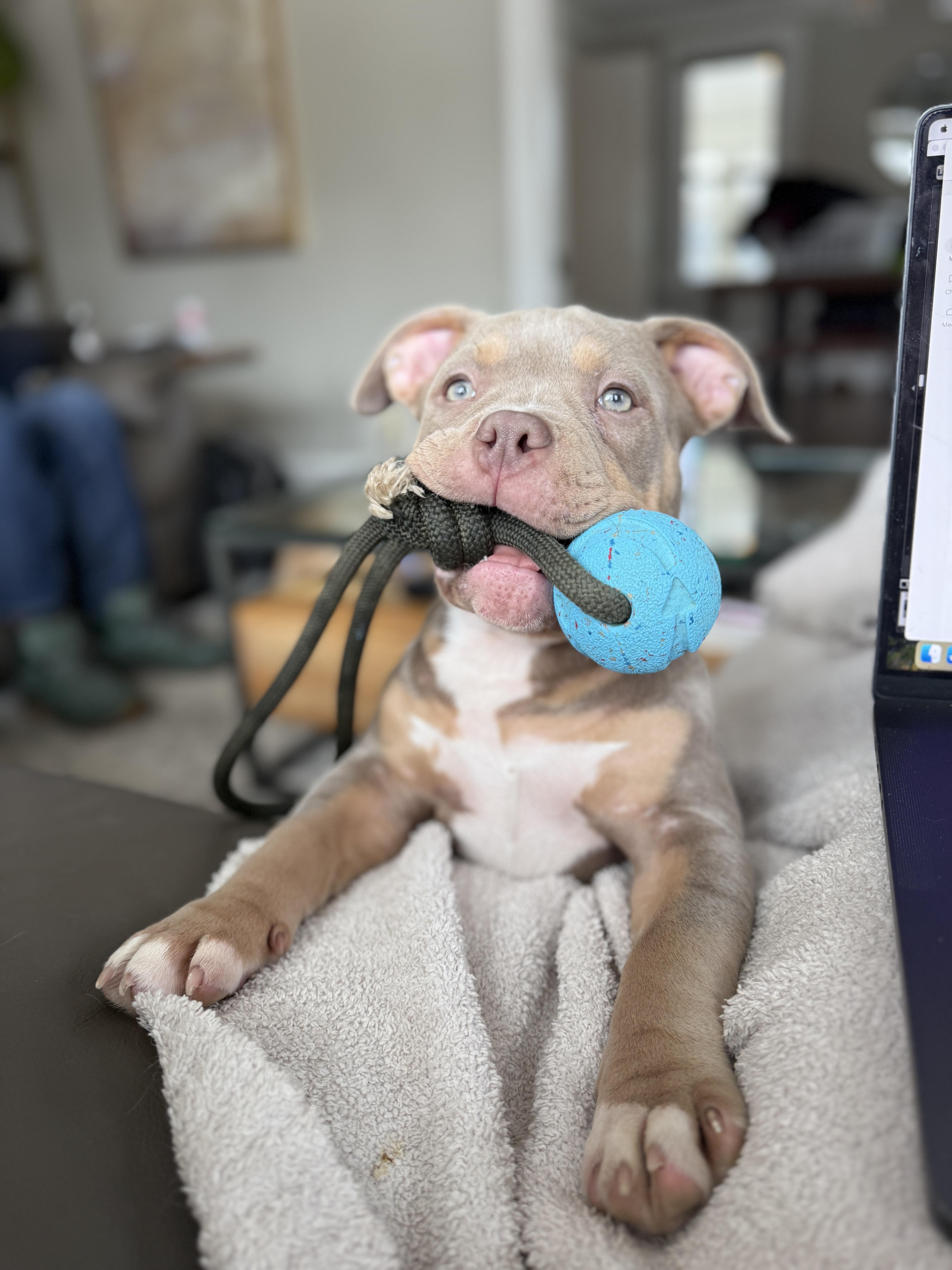 Enlarge Potato, an adoptable American Bully in Avon, CT image 5/5