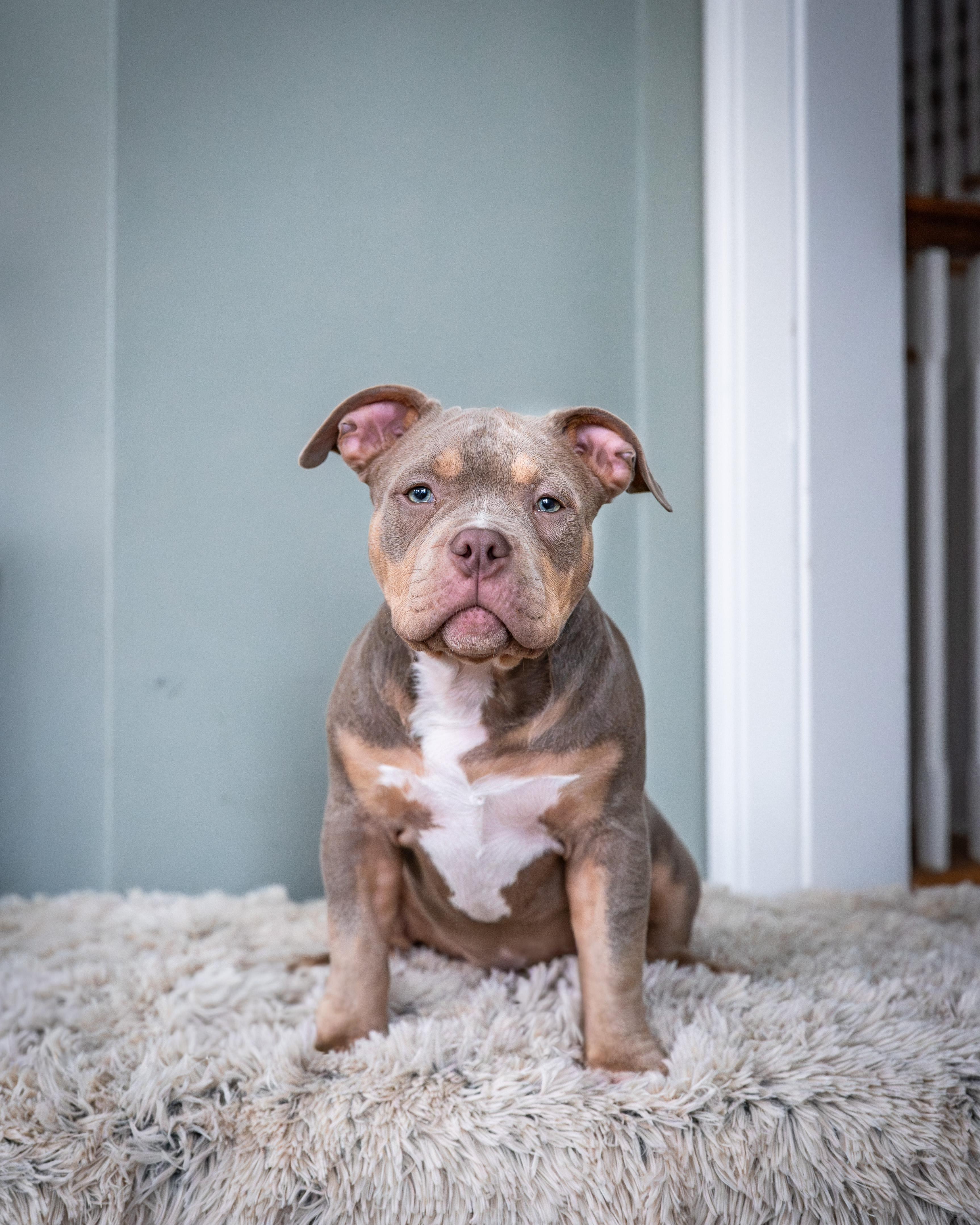 Enlarge Potato, an adoptable American Bully in Avon, CT image 3/5