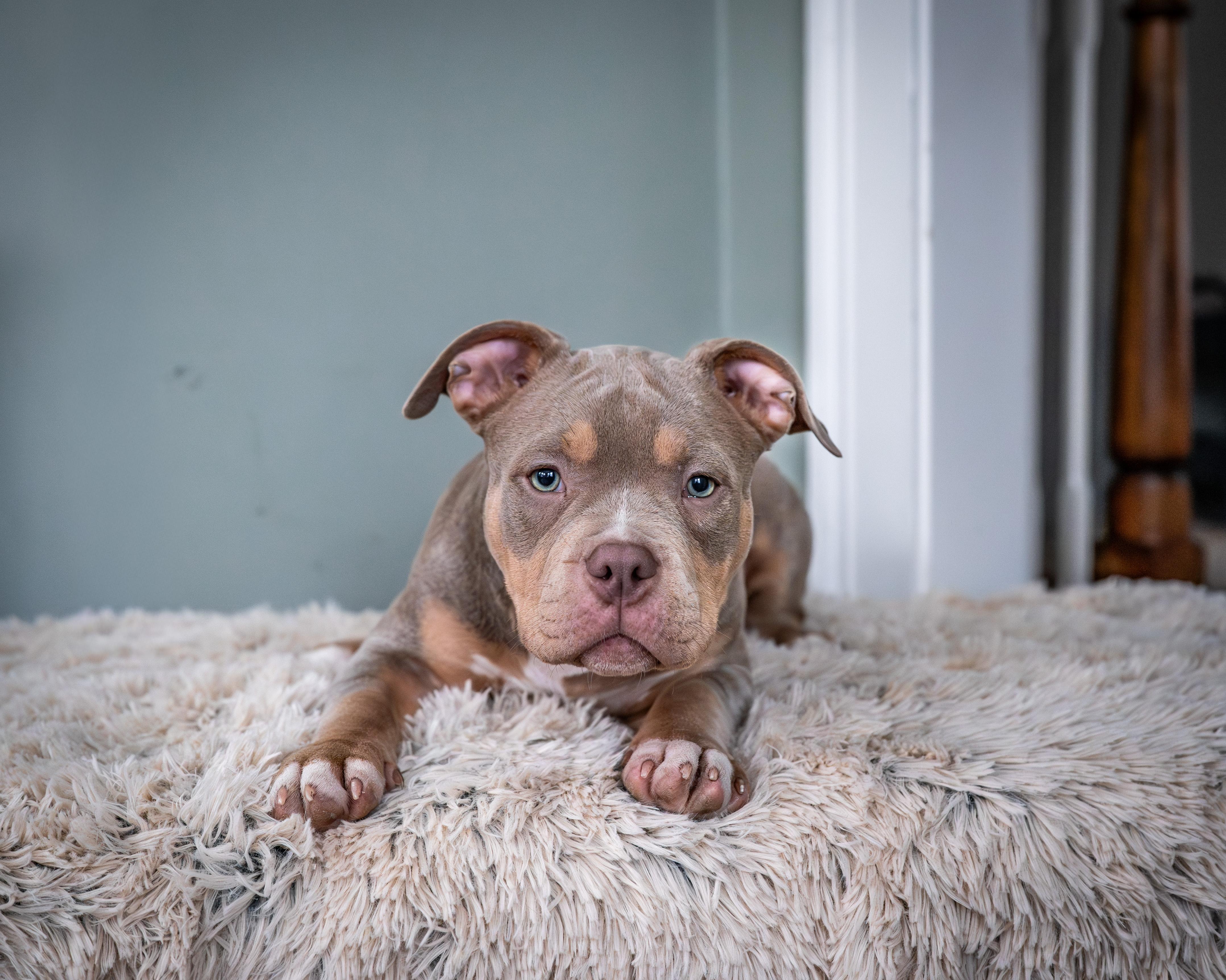 Enlarge Potato, an adoptable American Bully in Avon, CT image 2/5