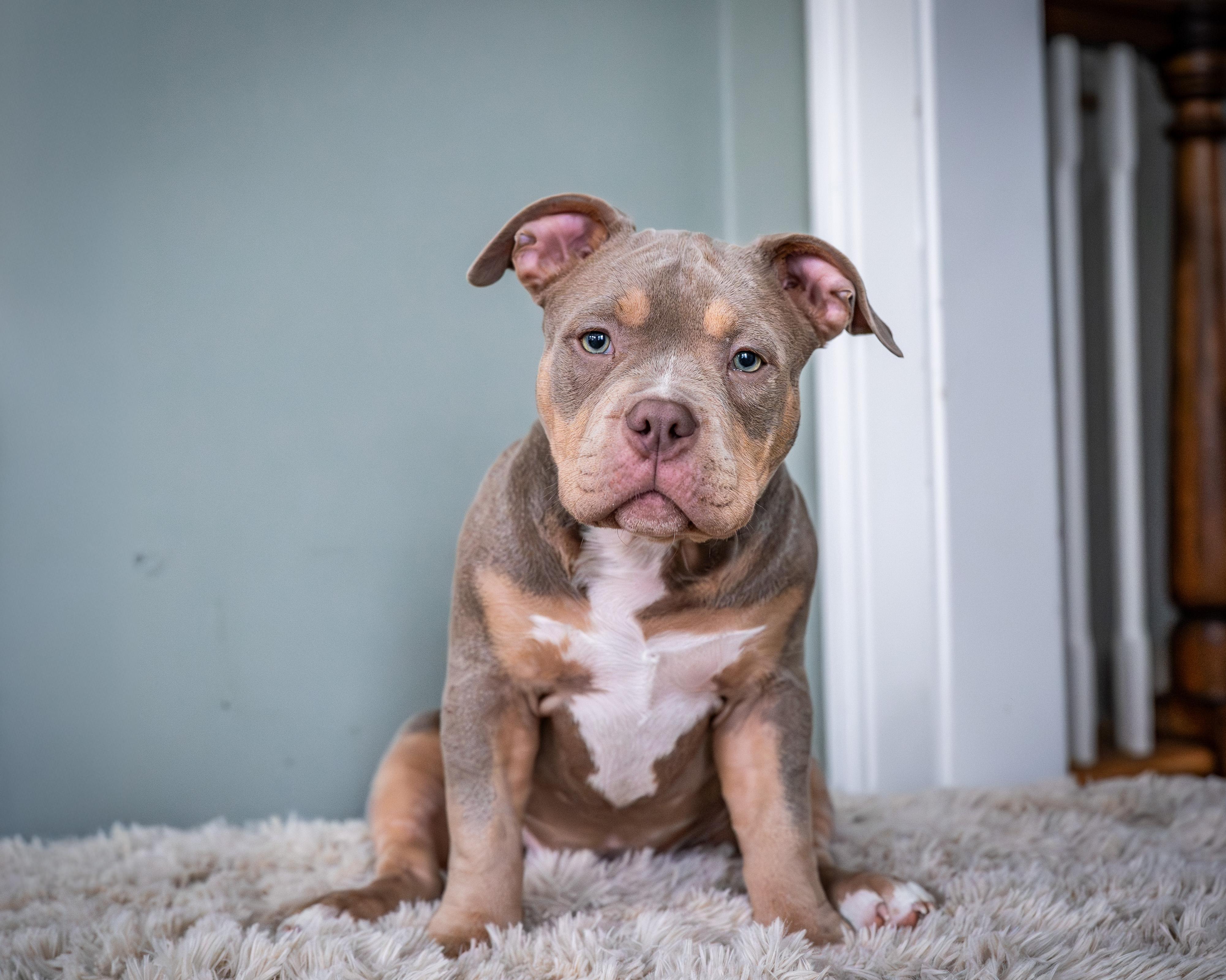 Enlarge Potato, an adoptable American Bully in Avon, CT image 1/5