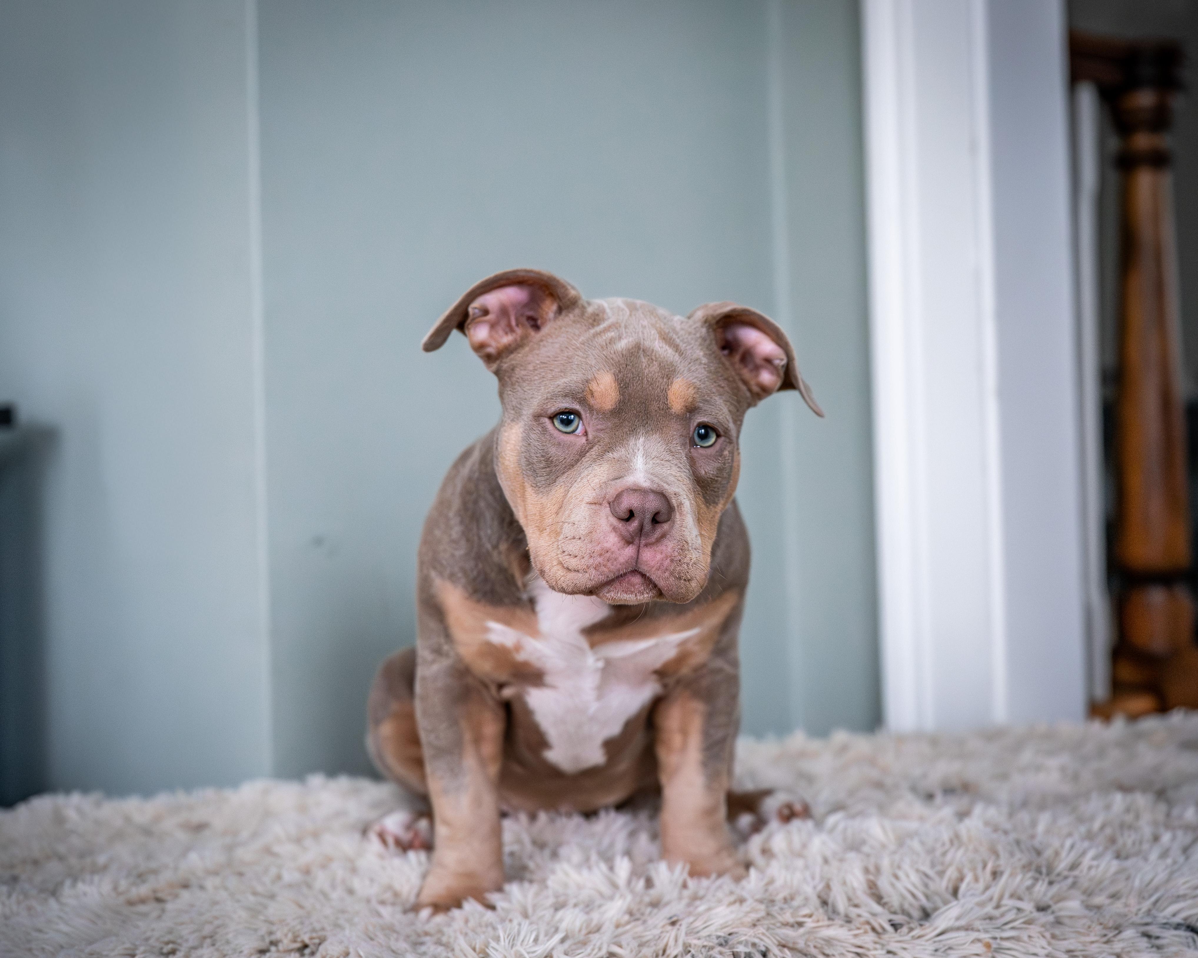 Enlarge Potato, an adoptable American Bully in Avon, CT image 4/5