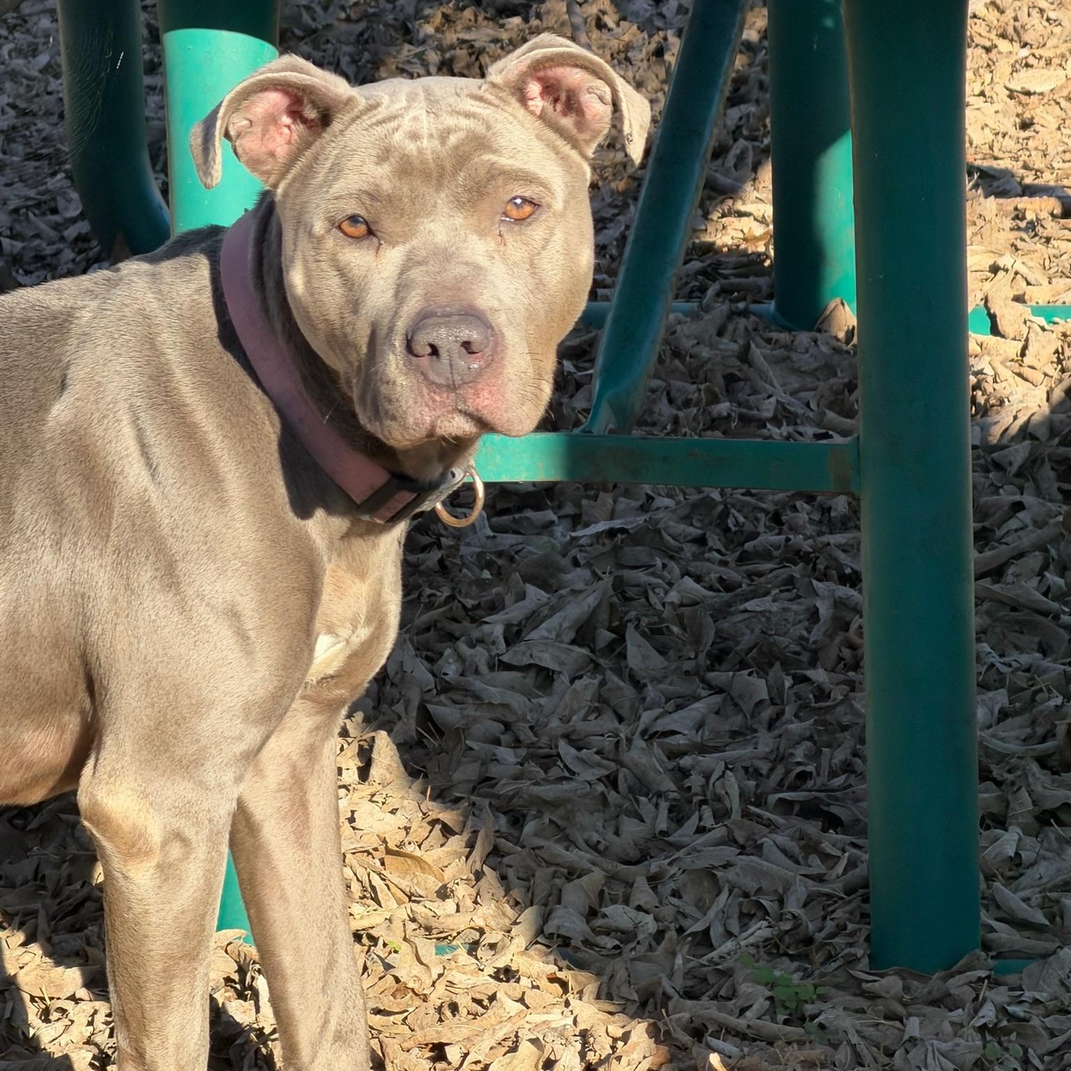 Bree, Adoptable, Adult Female Pit Bull Terrier.