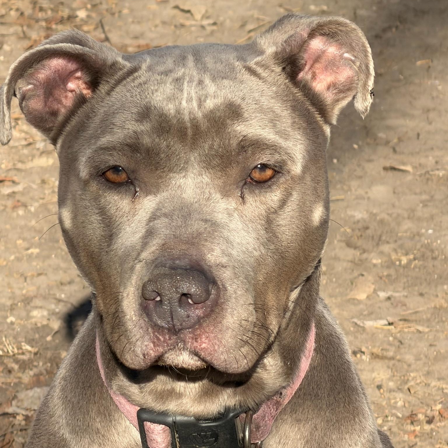 Enlarge Bree, a Adoptable mixed breed in Sherman, TX image 3/3