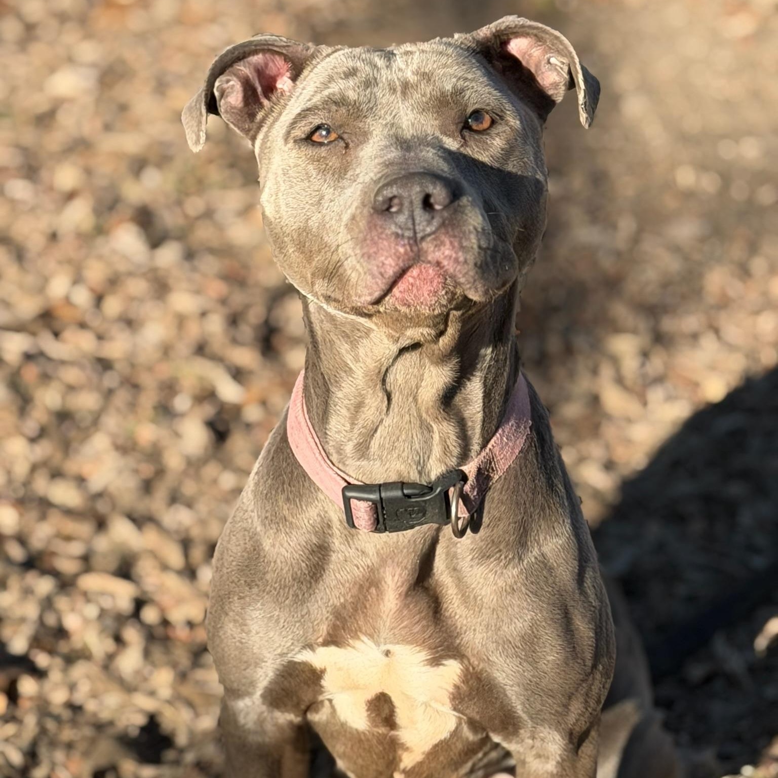 Enlarge Bree, a Adoptable mixed breed in Sherman, TX image 2/3