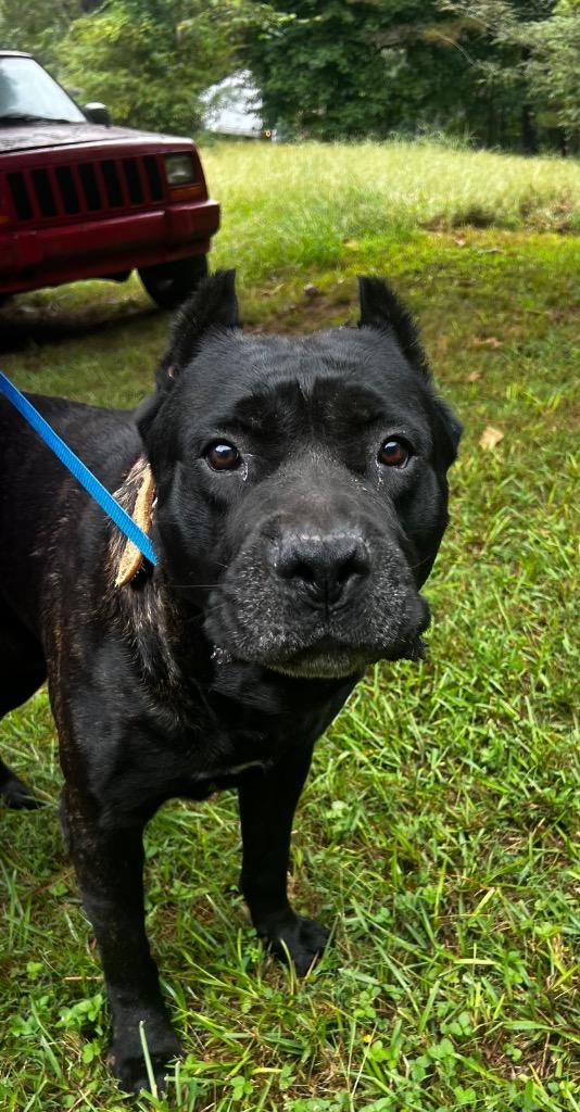 Zeus, Adoptable, Adult Male Cane Corso.