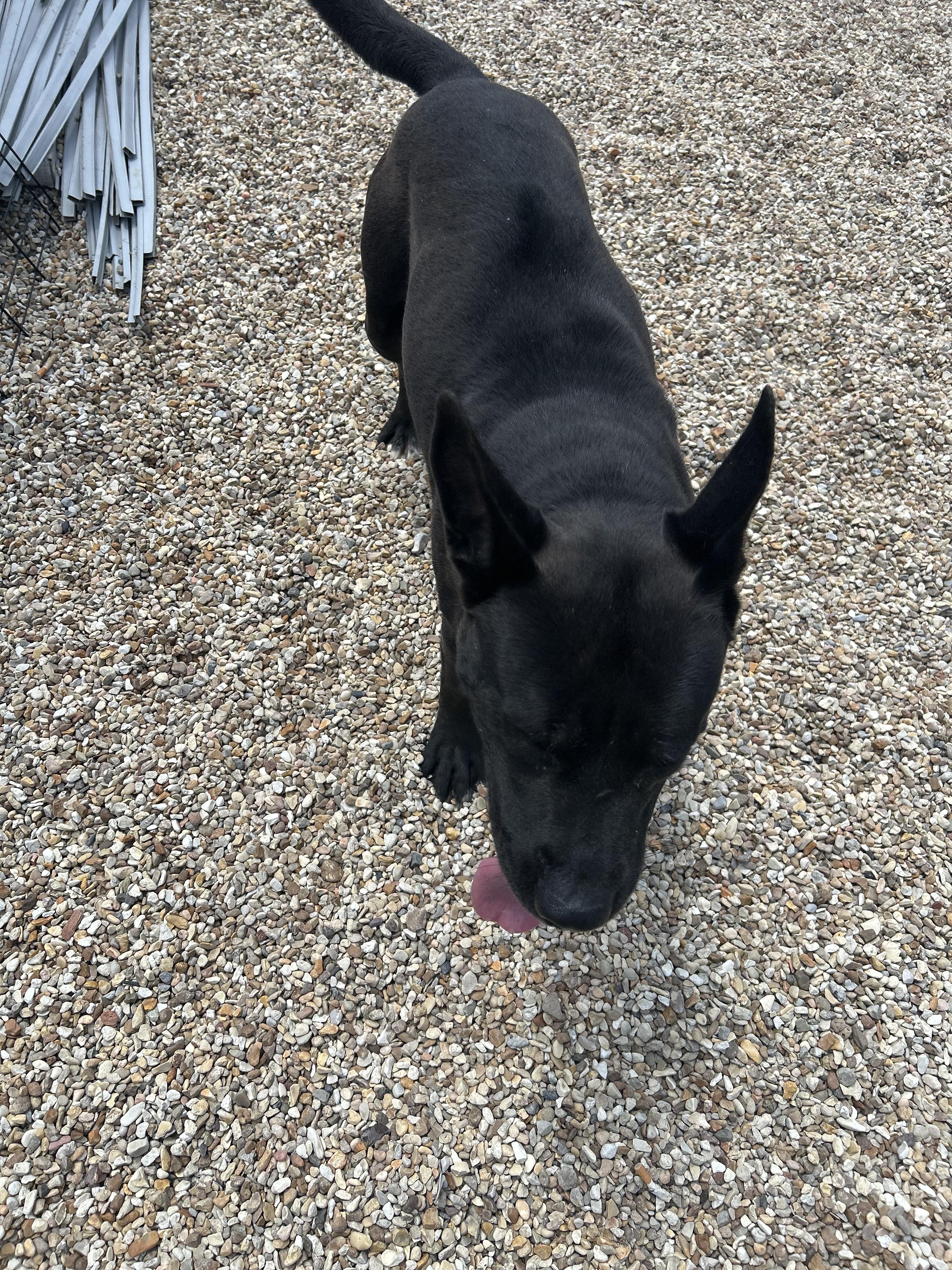 Debo, Adult Male Mixed Breed