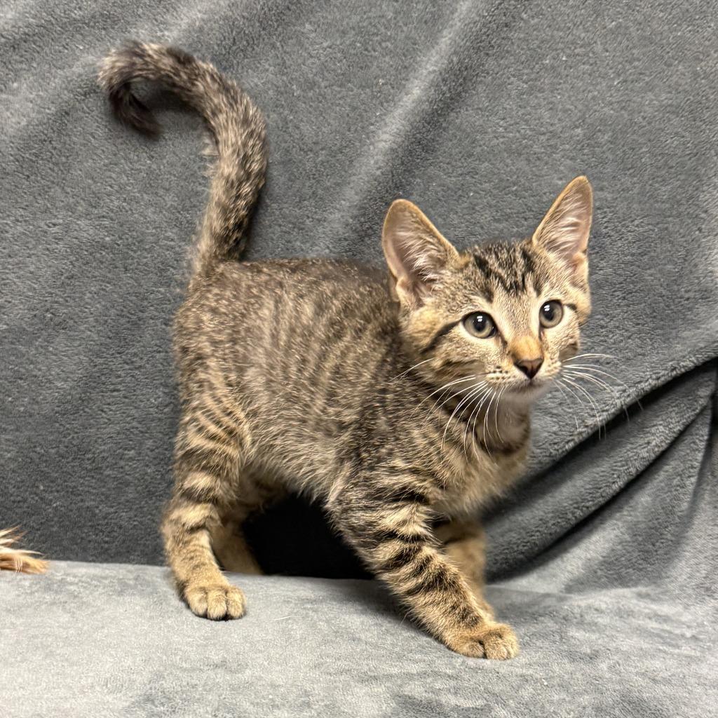 Enlarge Ferb, a Adoptable mixed breed in Brenham, TX image 3/6