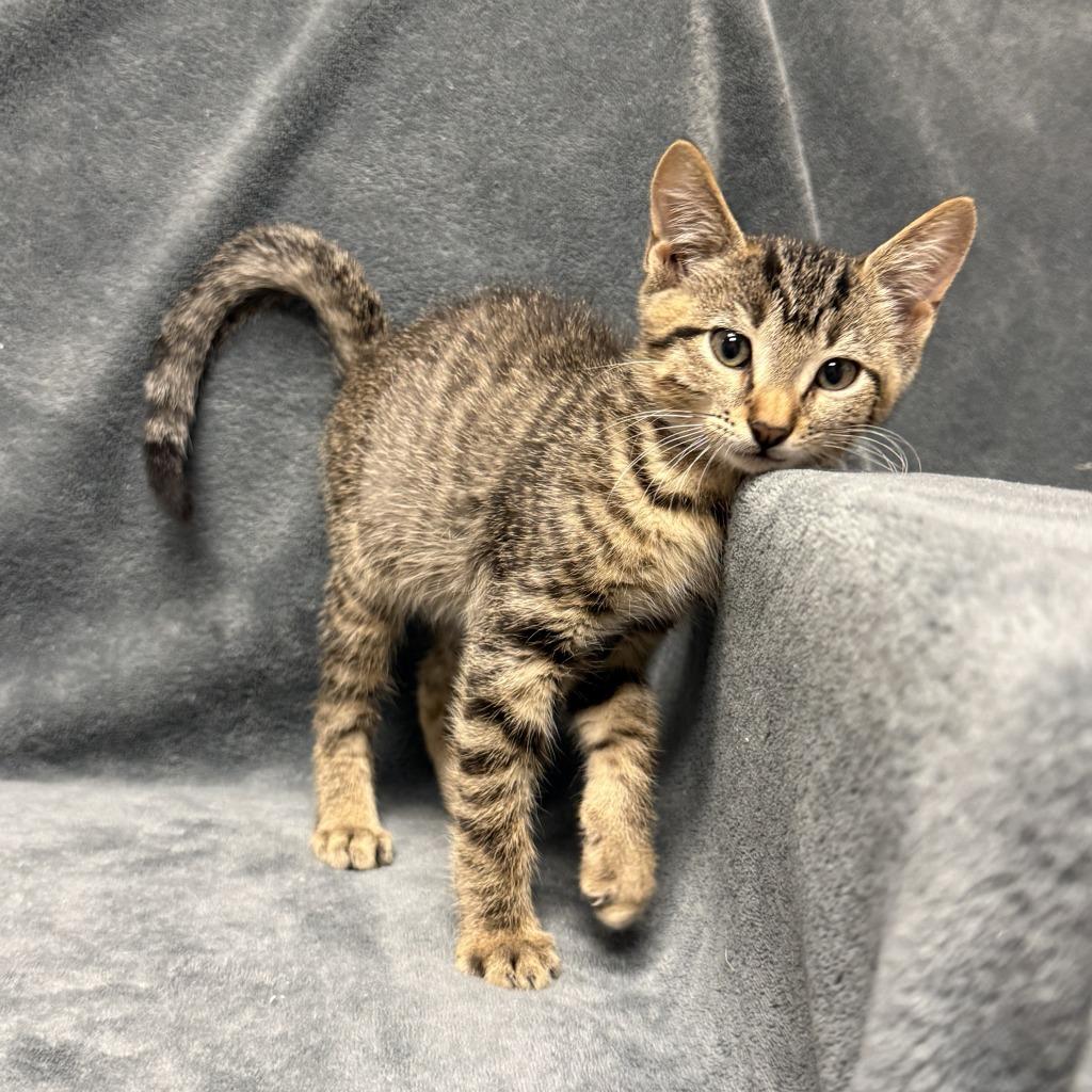 Enlarge Ferb, a Adoptable mixed breed in Brenham, TX image 4/6
