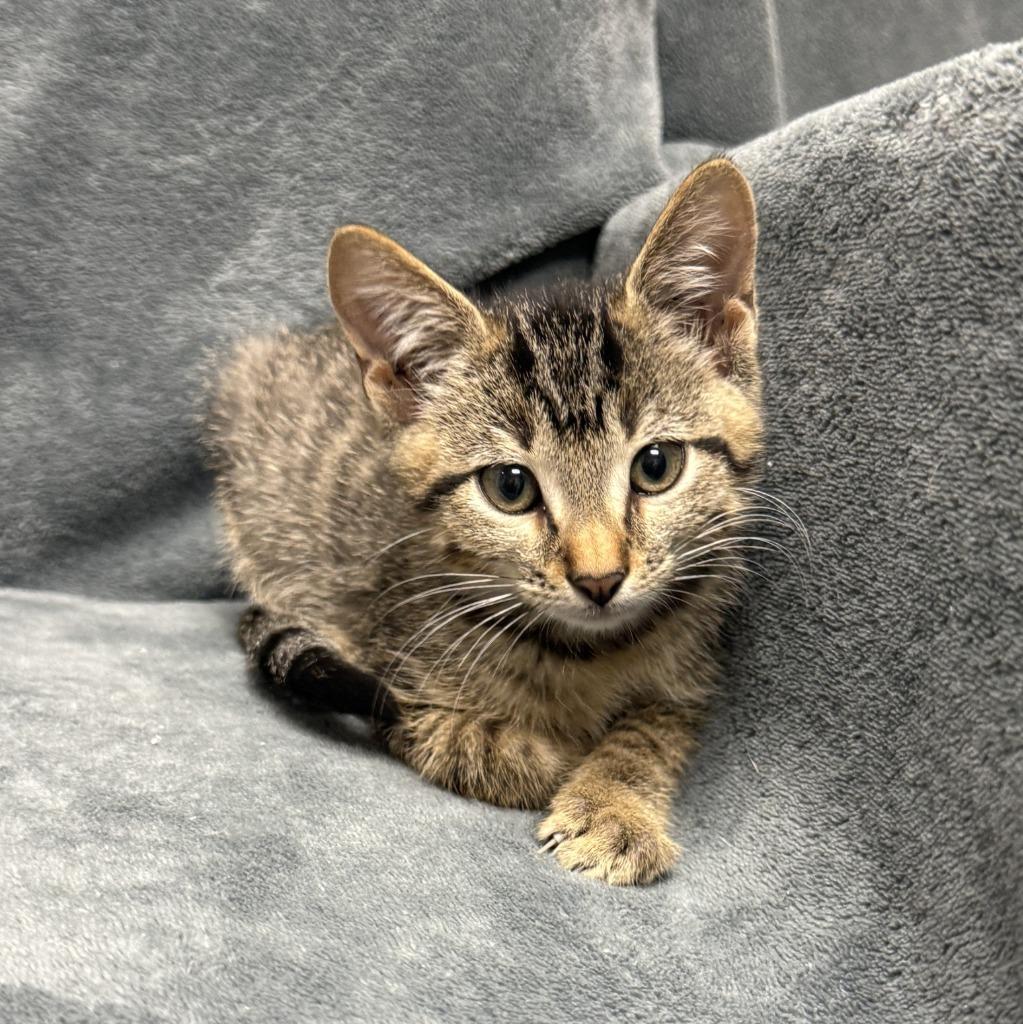 Enlarge Ferb, a Adoptable mixed breed in Brenham, TX image 6/6