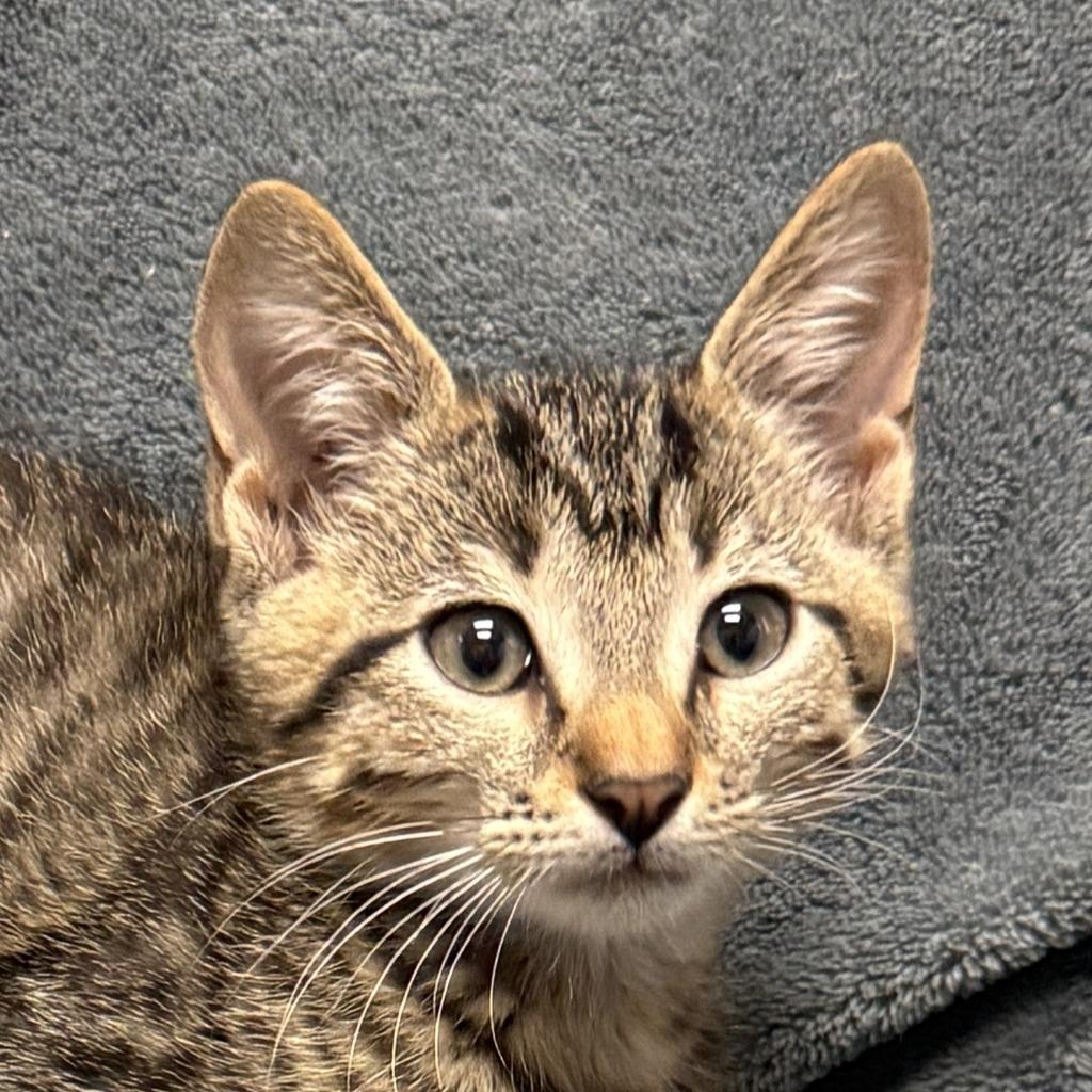 Enlarge Ferb, a Adoptable mixed breed in Brenham, TX image 1/6