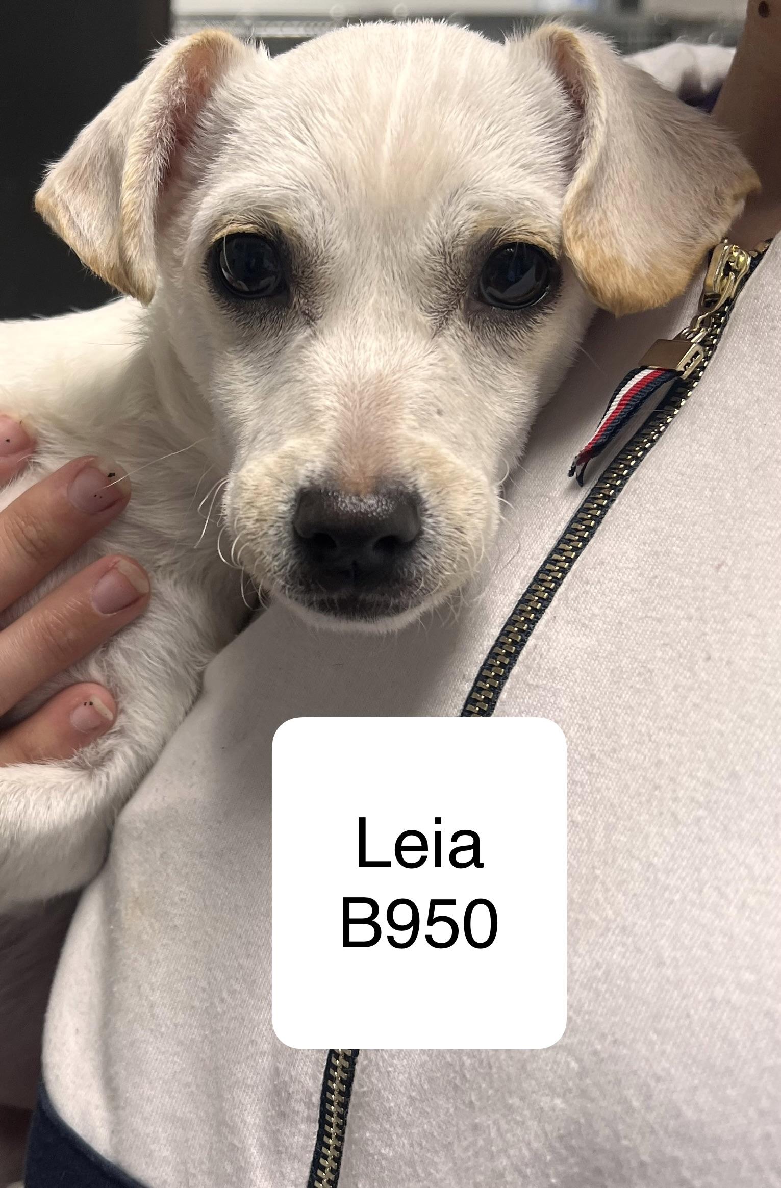 Enlarge Leia, an adopted mixed breed in Morganton, NC image 1/1