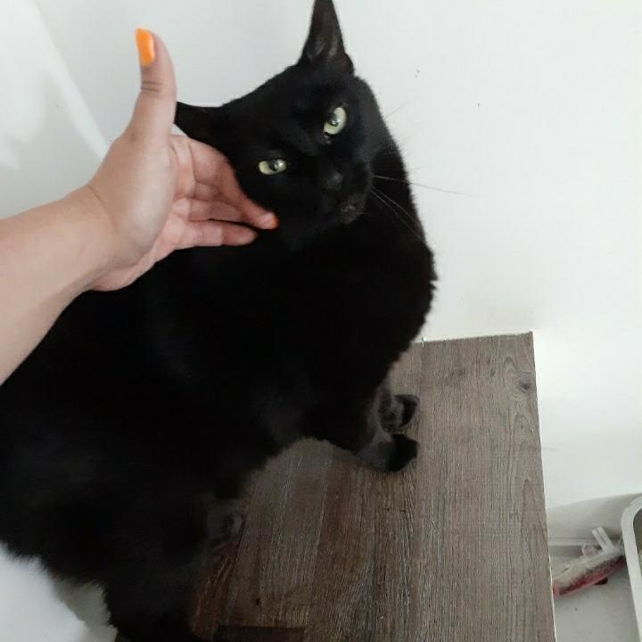 Enlarge Alfredo, a Adoptable Domestic Short Hair in Pittsburgh, PA image 1/6