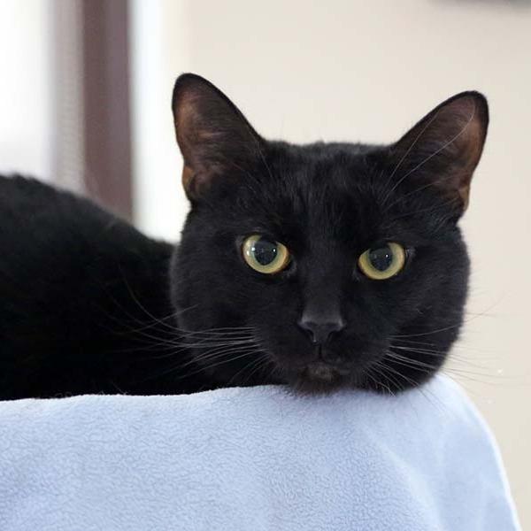 Enlarge Alfredo, a Adoptable Domestic Short Hair in Pittsburgh, PA image 2/6