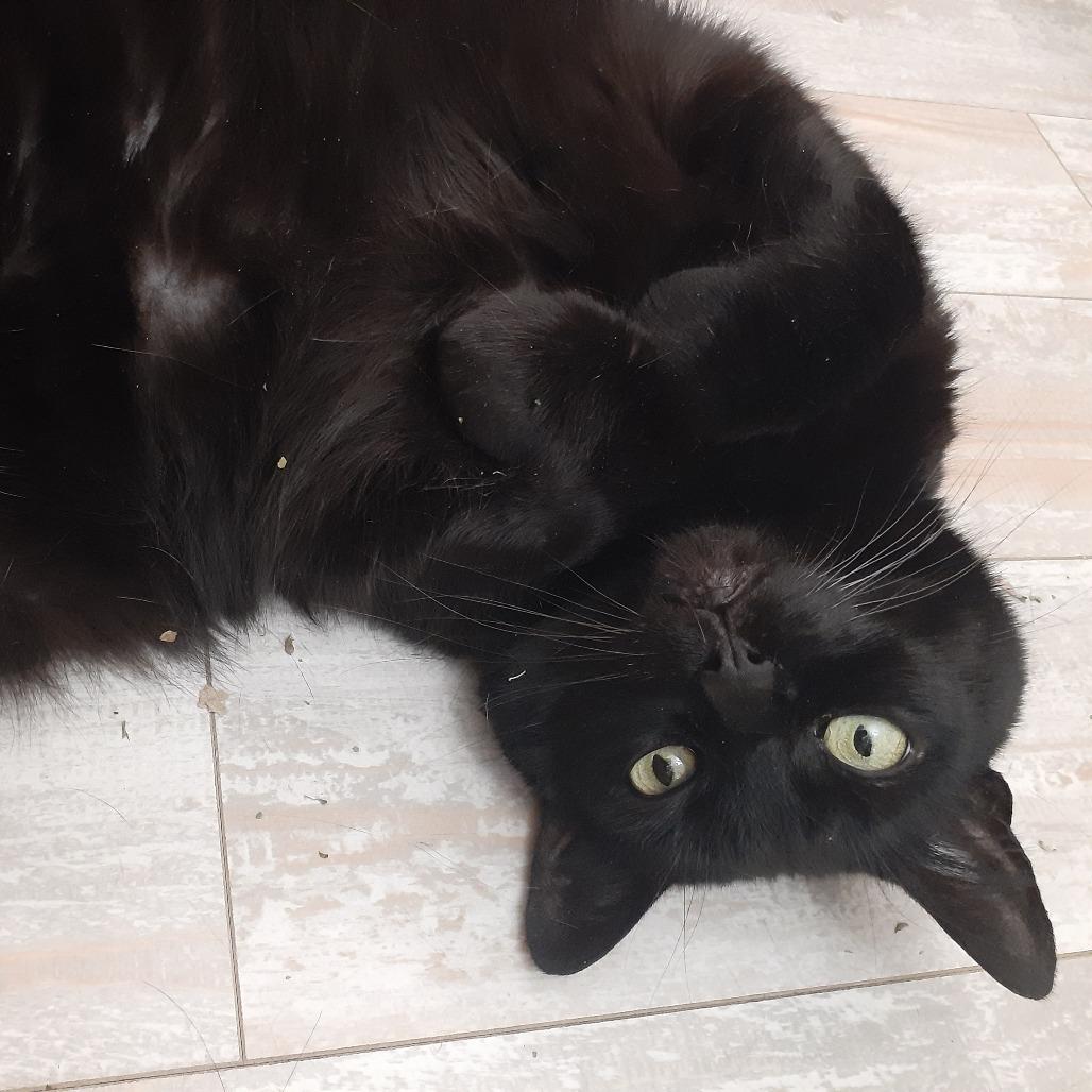 Enlarge Alfredo, a Adoptable Domestic Short Hair in Pittsburgh, PA image 3/6