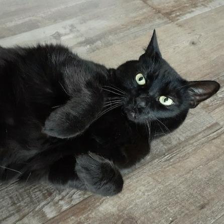 Enlarge Alfredo, a Adoptable Domestic Short Hair in Pittsburgh, PA image 4/6