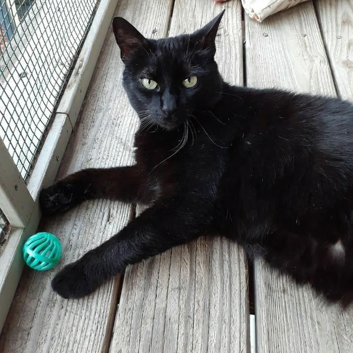 Enlarge Alfredo, a Adoptable Domestic Short Hair in Pittsburgh, PA image 5/6