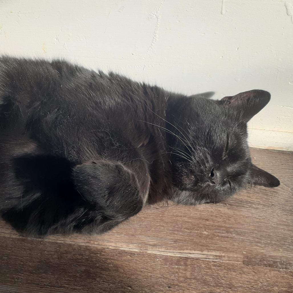 Enlarge Alfredo, a Adoptable Domestic Short Hair in Pittsburgh, PA image 6/6